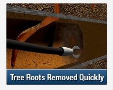 Tree Root Intrusions Croydon